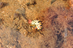 Hypselodoris rudmani