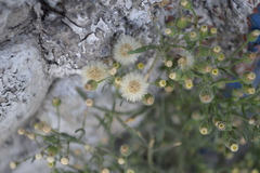 Erigeron bonariensis