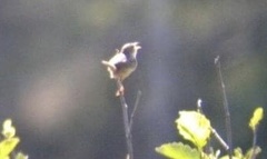 Cistothorus stellaris