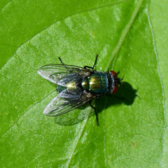 Lucilia sericata