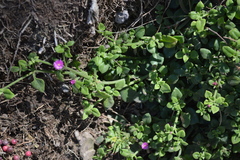 Mesembryanthemum cordifolium