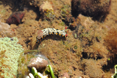 Hypselodoris rudmani