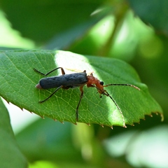 Podabrus pruinosus