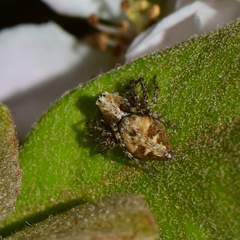Oxyopes scalaris