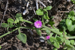 Mesembryanthemum cordifolium
