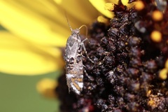 Lithariapteryx jubarella