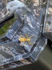 Cosmophasis bitaeniata