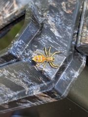 Cosmophasis bitaeniata