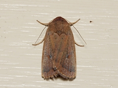 Proteuxoa porphyrescens
