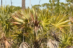 Leucothrinax morrisii