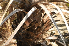 Leucothrinax morrisii