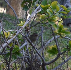 Passer domesticus