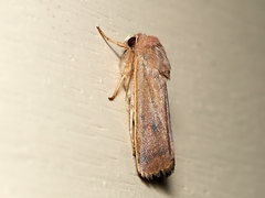 Proteuxoa porphyrescens
