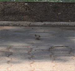 Passer domesticus