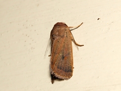 Proteuxoa porphyrescens