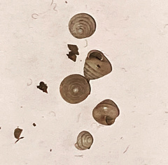 Euconulus chersinus