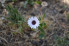Dimorphotheca