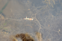 Hypselodoris rudmani