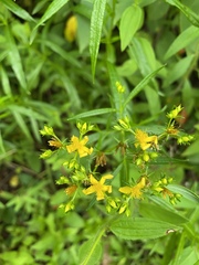 Hypericum adpressum