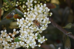 Apis mellifera