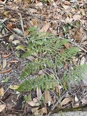 Pteridium caudatum