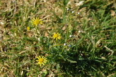 Senecio inaequidens