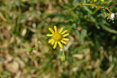 Senecio inaequidens