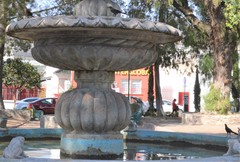 Quiscalus mexicanus