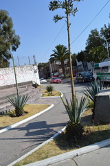 Agave