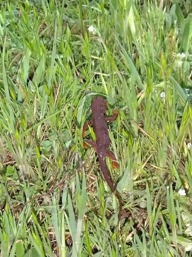 iNaturalist observation photo of California Newt