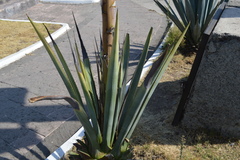 Agave