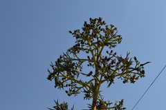 Agave