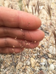 Nemacladus secundiflorus robbinsii