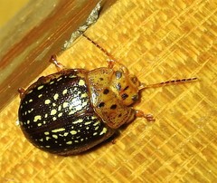 Paropsisterna cernua