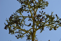 Agave