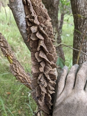 Secamone elliptica