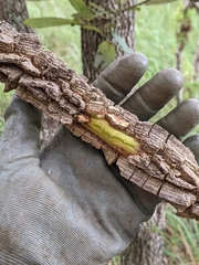 Secamone elliptica