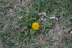 Taraxacum officinale
