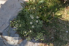 Erigeron bonariensis