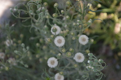 Erigeron bonariensis