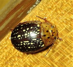 Paropsisterna cernua