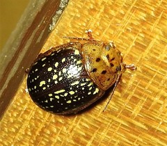 Paropsisterna cernua