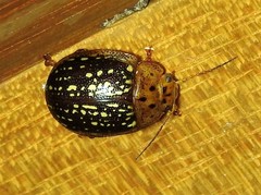 Paropsisterna cernua