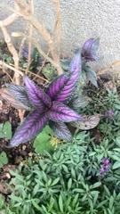 Strobilanthes auriculata dyeriana