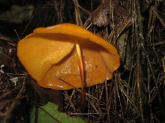 Hymenogloea papyracea