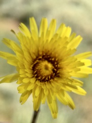 Reichardia tingitana