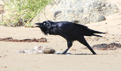 Corvus tasmanicus