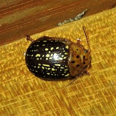 Paropsisterna cernua