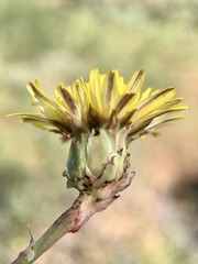 Reichardia tingitana