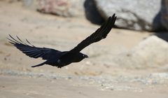Corvus tasmanicus